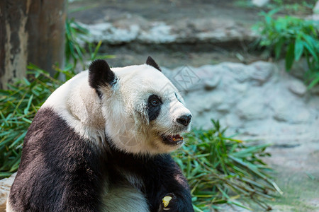 大熊猫的食物漂亮的大熊猫背景