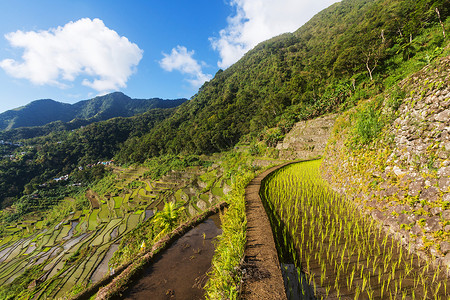 菲律宾美丽的绿色水稻梯田吕宋岛的水稻种植图片