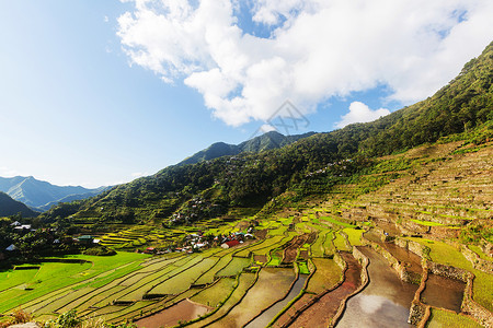 菲律宾美丽的绿色水稻梯田吕宋岛的水稻种植高清图片
