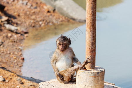 印尼寺庙里的猴子高清图片