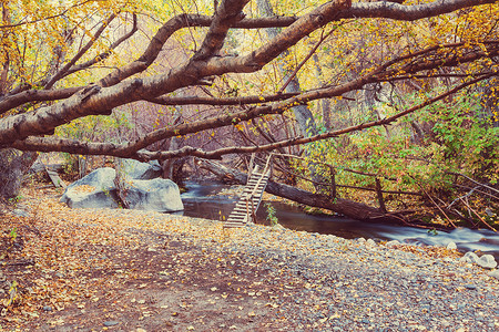 秋天的森林小溪图片