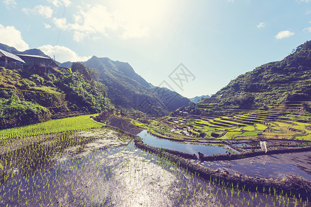 水稻梯田菲律宾美丽的绿色水稻梯田吕宋岛的水稻种植图片
