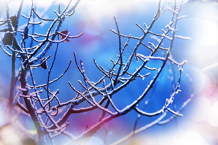 寒冷的12月冬天森林里的冷冻树木背景