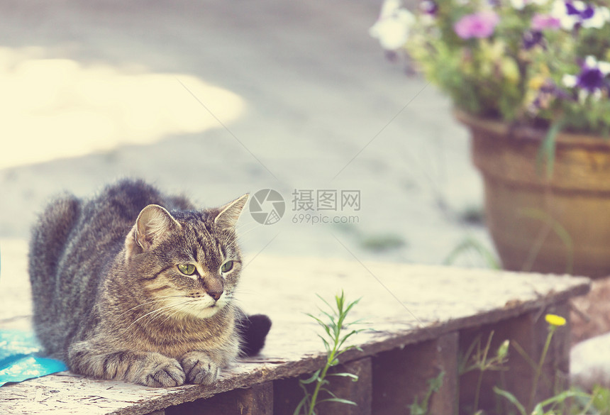 猫猫科动物狠的女人爵士乐爱好者图片