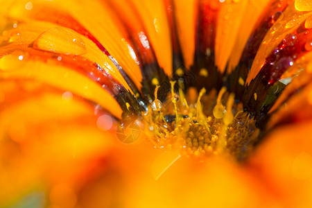 用水滴靠近橙色的花高清图片