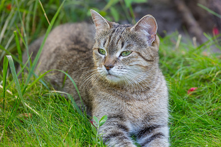 猫猫科动物狠的女人爵士乐爱好者图片