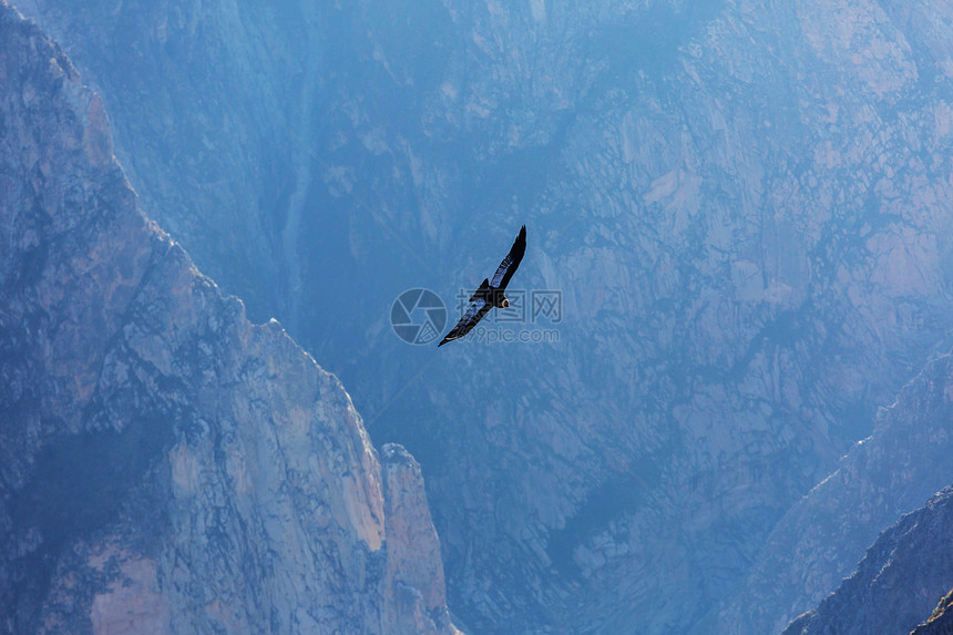 秘鲁科卡峡谷里的飞行图片