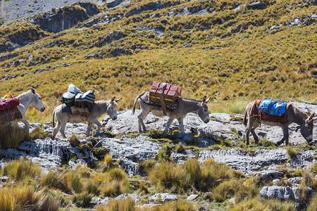 毛驴商队科迪利拉华瓦什,秘鲁,南美洲高清图片