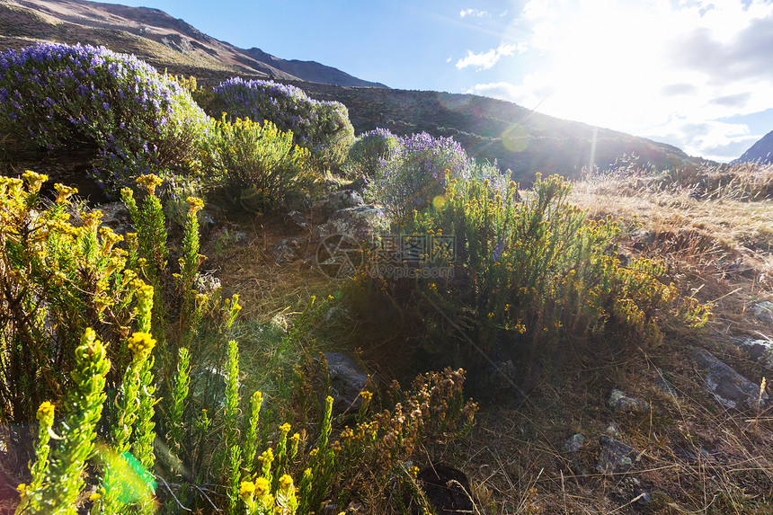 美丽的花科迪勒拉华伊瓦什山,秘鲁,南美洲图片