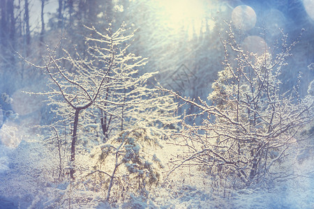 风景秀丽的雪覆盖森林冬季很适合诞节背景高清图片