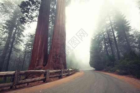 加州内华达山脉的红杉树图片
