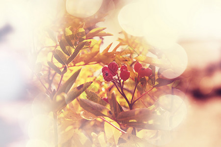 秋天的罗旺树图片