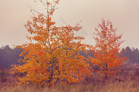 森林的秋天季节图片