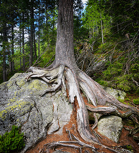 森林里石头上的大树根背景图片