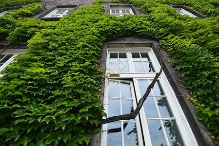 用窗户覆盖着常春藤的房子墙图片