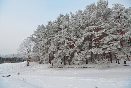 雪覆盖着冰湖岸边的松树图片