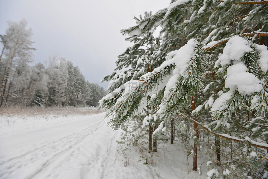 白雪覆盖的森林道路,冬季景观图片