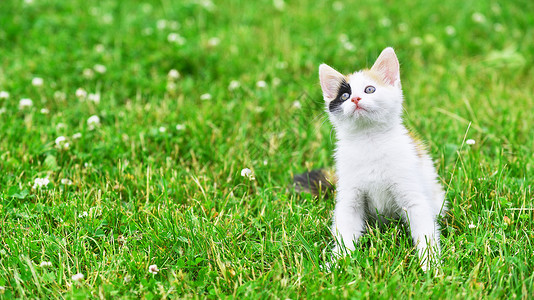 莫特利猫绿草地上玩耍高清图片
