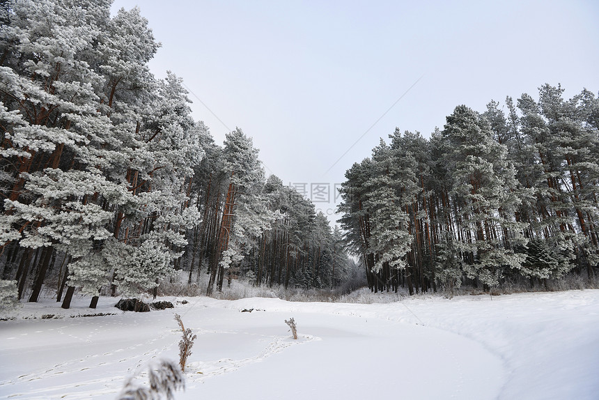 雪覆盖着冰湖岸边的松树图片