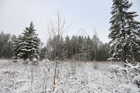 森林覆盖着雪冬季景观图片