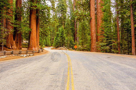 红杉公园路穿过红杉加州,美国图片