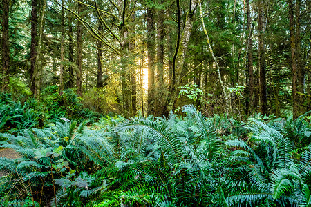 清晨与日出雨林开普敦失望,华盛顿,美国背景图片