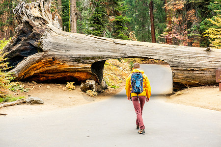 倒下的人游客背包徒步旅行红杉公园加州,美国背景