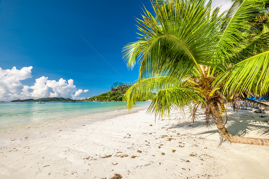 美丽的海滩与棕榈树塞舌尔,普拉斯林,科特Do图片