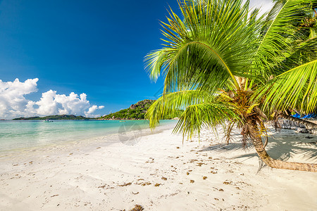 美丽的海滩与棕榈树塞舌尔,普拉斯林,科特Do高清图片