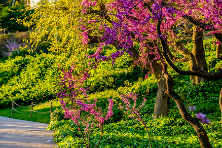 春日,山中桃花盛开巴塞罗那,加泰罗尼亚背景图片