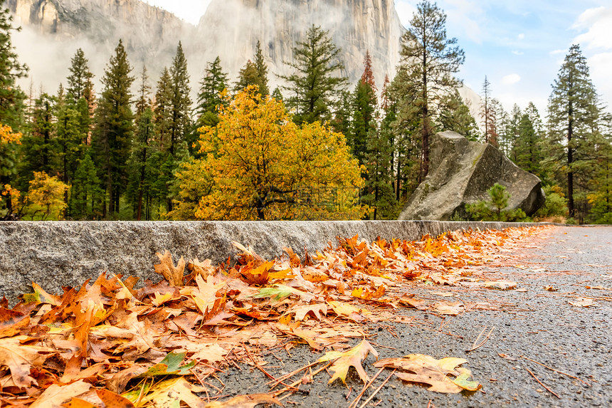 潮湿的公路沥青上飘落的黄色秋叶多云的秋季早晨,约塞米蒂公园山谷低云躺山谷里加州,美国图片