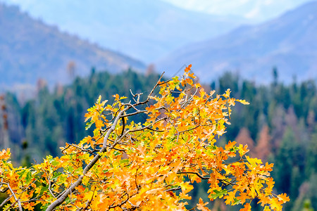 红杉公园秋季山体景观加州,美国背景图片