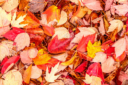 秋天的枫叶又黄又红图片