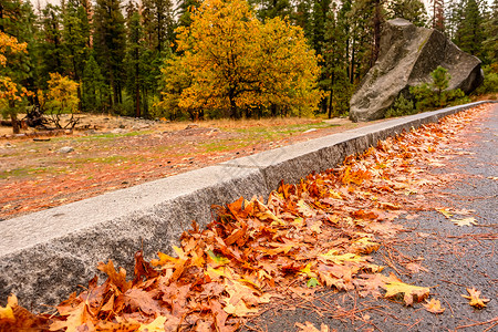 潮湿的公路沥青上飘落的黄色秋叶多云的秋季早晨,约塞米蒂公园山谷加州,美国图片