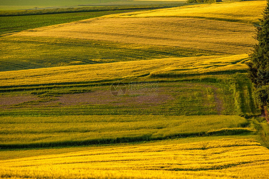 日落时群山伏乡村景观绿色的田野农田,新鲜充满活力的颜色,莱茵河谷莱茵峡谷德国图片