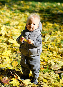 枫叶下的男孩户外穿着温暖背心夹克的蹒跚学步的孩子的肖像岁的小男孩,秋天公园里枫叶背景