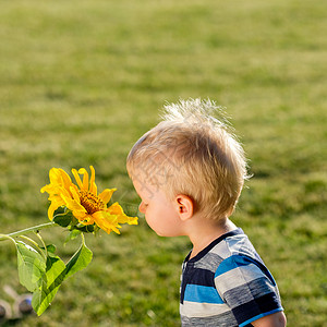 户外幼儿的肖像农村场景,岁的小男孩看着向日葵图片