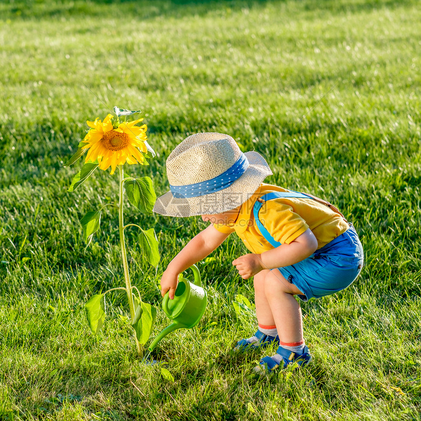 户外幼儿的肖像农村场景,岁的小男孩戴着草帽,用浇水罐给向日葵浇水图片