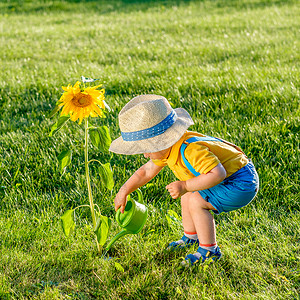 草帽男孩户外幼儿的肖像农村场景,岁的小男孩戴着草帽,用浇水罐给向日葵浇水背景