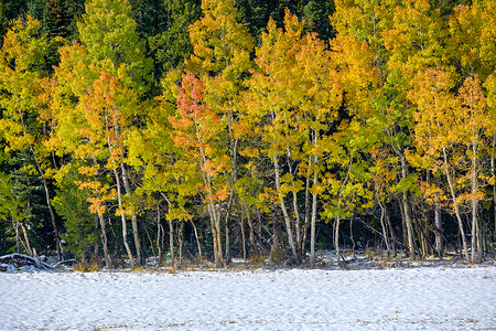 季节变化,雪秋树科罗拉多州,美国图片