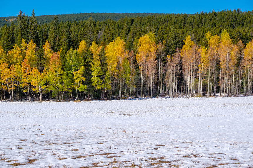 季节变化,雪秋树科罗拉多州,美国图片