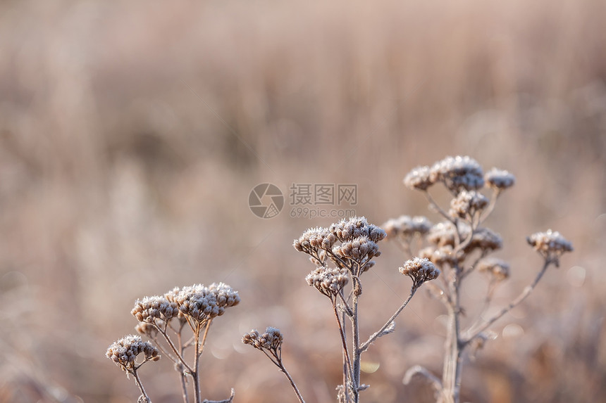 季节变化,草与晨霜图片