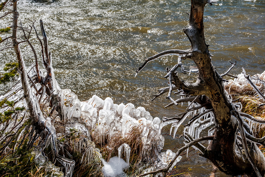 秋天的湖风水树上草地上产生的冰柱美国科罗拉多州洛基山公园图片