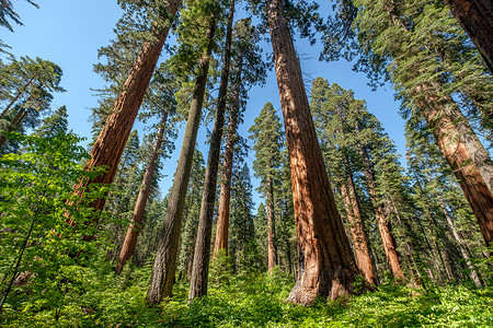 塞维拉斯加州大树州公园的红杉树加州,美国背景