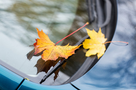 季节运输汽车雨刷与秋季枫叶挡风璃上用秋叶汽车雨刷背景图片