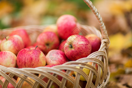 秋天来啦农业,园艺,收获人们的秋天的花园里用成熟的红苹果把柳条篮子关来背景