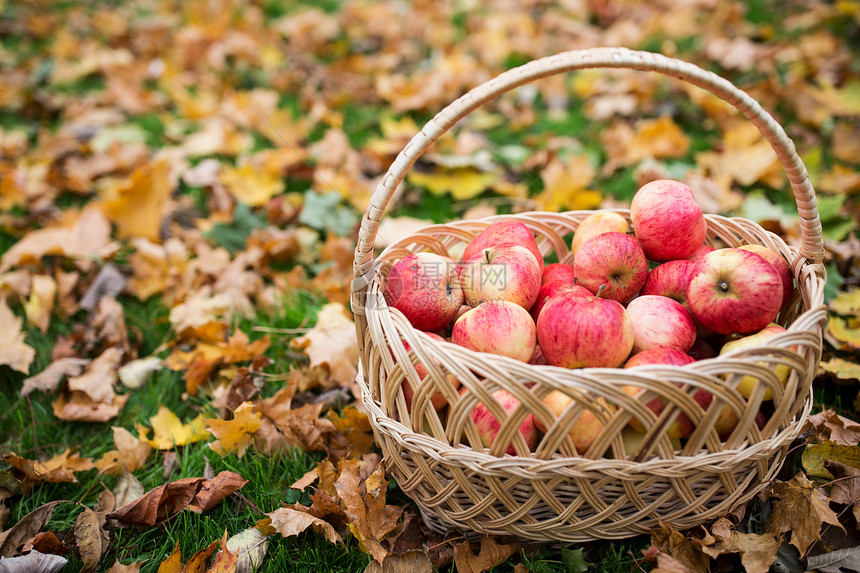 农业,园艺,收获人们的柳条篮子成熟的红色苹果秋天的花园图片