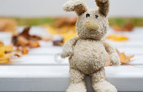 季节,童孤独的孤独的玩具兔子长凳上的秋天公园图片