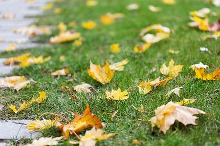 季节,自然环境的秋天枫叶绿色的草地上图片