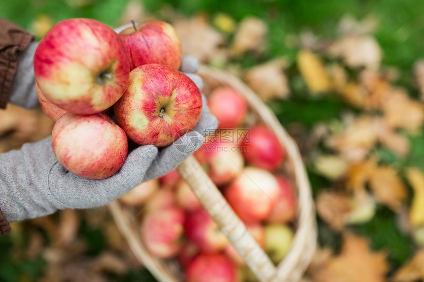 农业,园艺,收获人们的女人的手着苹果柳条篮子秋天的花园图片